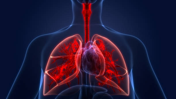 ヒト呼吸器系肺��解剖学 - human lung tuberculosis bacterium emphysema human trachea ストックフォトと画像