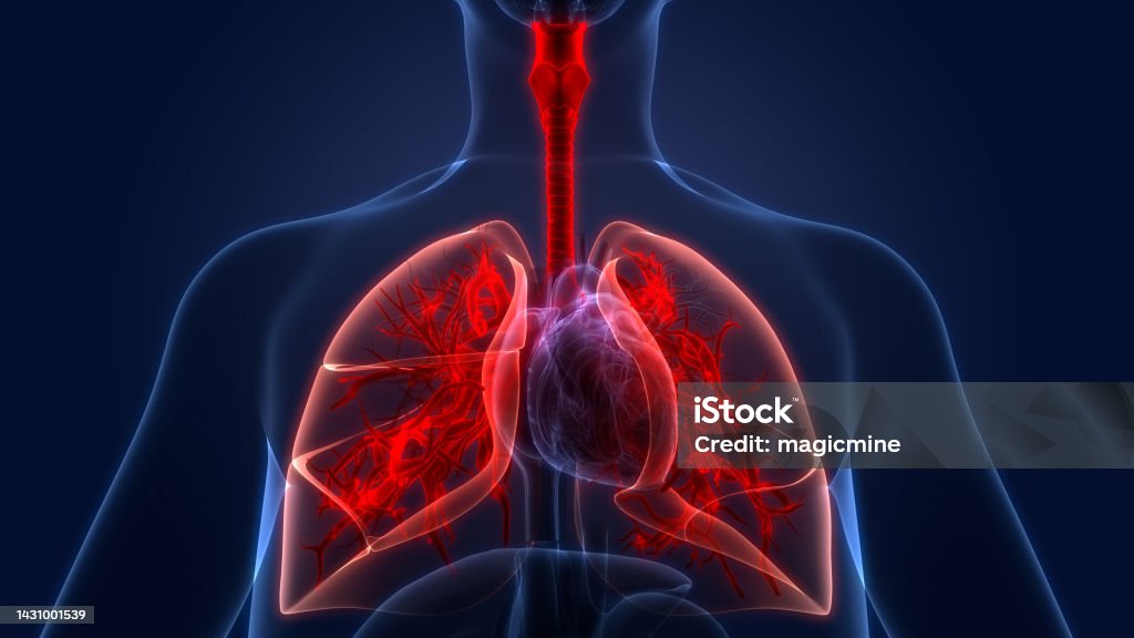 Human Respiratory System Lungs Anatomy 3D Illustration Concept of Human Respiratory System Lungs Anatomy Lung Stock Photo