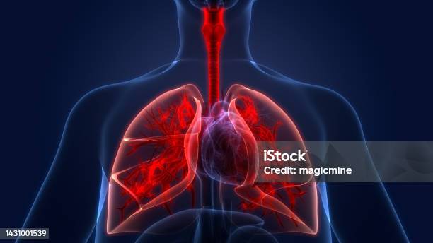 Human Respiratory System Lungs Anatomy Stock Photo - Download Image Now - Lung, Anatomy, Breathing Exercise
