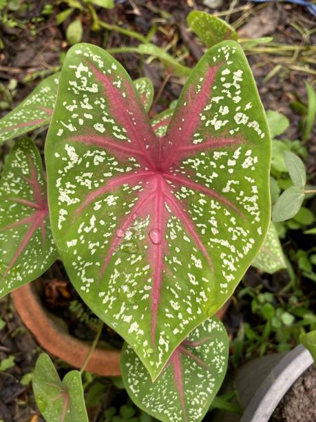 istock Caladium bicolor leaf in nature garden 1431001858
