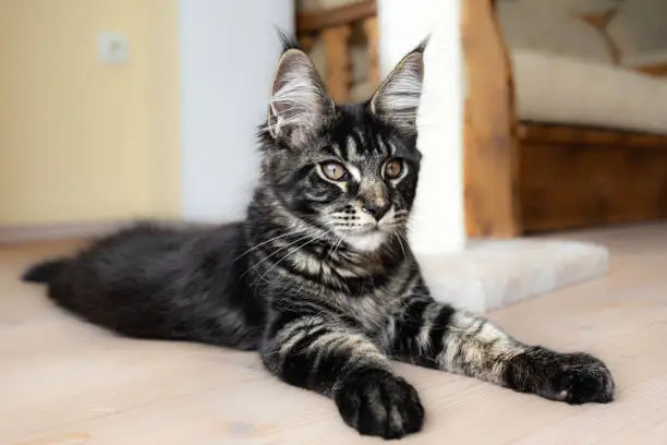 Photo of Maine Coon at the age of four months lies quietly on the floor at home
