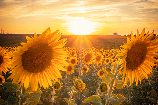 Sunflower field landscape on sunset illumination yellow sun and lots of sunflower