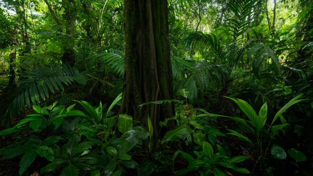 istock Tropical rainforest in Central America 1431002915
