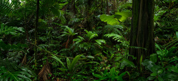 istock Tropical rainforest in Central America 1431002938