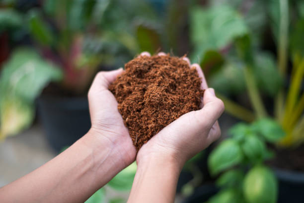 Farmer hand holding coconut coir dust and coconut fiber. Coconut fluff Farmer hand holding coconut coir dust and coconut fiber. Coconut fluff on vegetable background palm fiber stock pictures, royalty-free photos & images