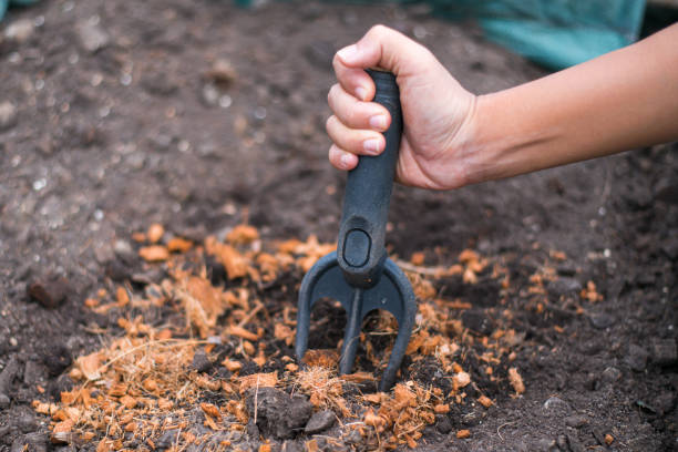 istock hand holding shoveling fork for loosening soil 1431004545