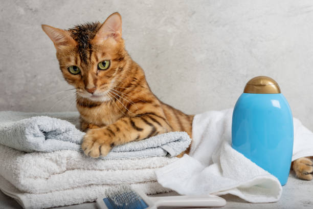 istock Pet grooming. Cute cat with tools for animal bathing, hygiene. 1431005652