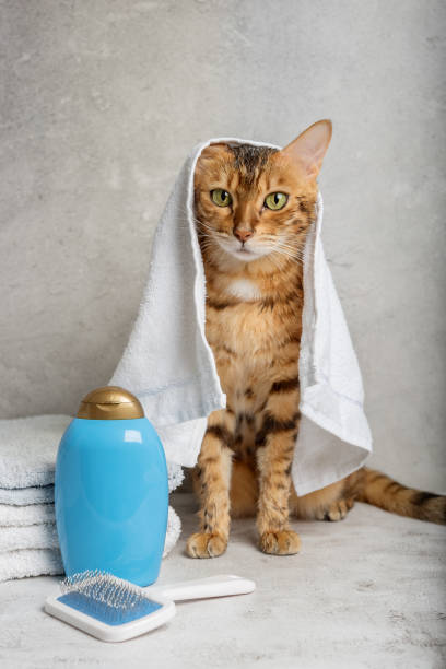 istock Pet grooming. Cute cat with tools for animal bathing, hygiene. 1431006827
