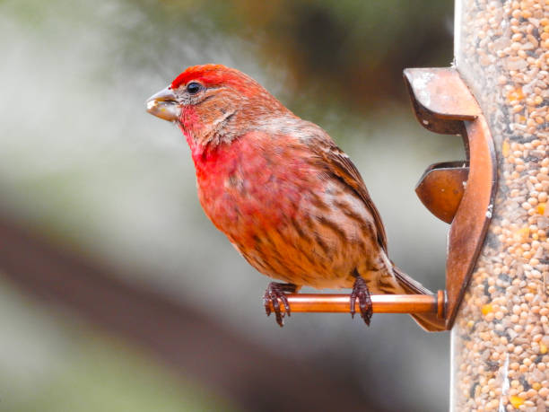 istock House Finch Eating Seeds 1431007147