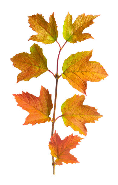 Photo of A twig with autumn bright leaves on a white background.