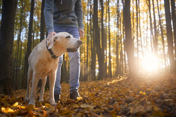 istock Man with dog during autumn walk 1431011471