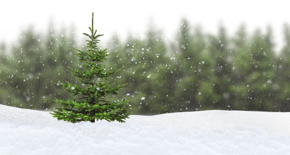 Green Christmas tree with snowfall in front of a fir forest in the background