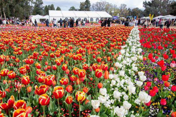 istock Tulip Flower Garden in Australia 1431015546