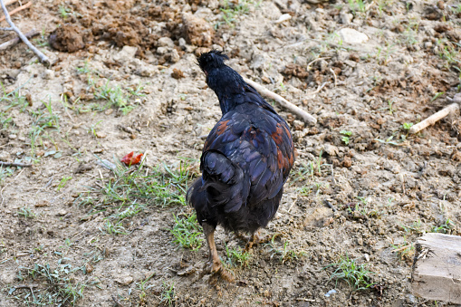 Free range hen in the farm meadow, chicken bird