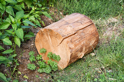 The stump of a large and old tree on the background of green grass.