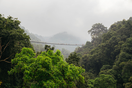 view of suspension bridge in the forest