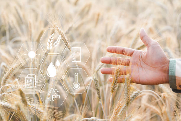 istock Smart farming concept. Farmer with technology digital tablet on background of wheat field. Professional farmers use internet of things (IOT) computers system to manage farms. agriculture modern idea. 1431024150