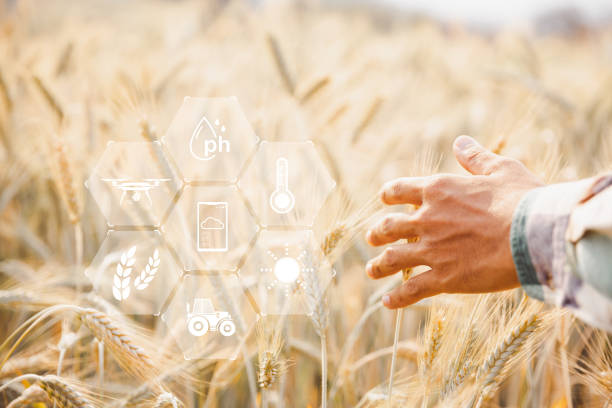 istock Smart farming concept. Farmer with technology digital tablet on background of wheat field. Professional farmers use internet of things (IOT) computers system to manage farms. agriculture modern idea. 1431024295