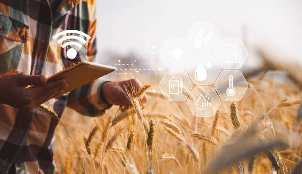 istock Smart farming concept. Farmer with technology digital tablet on background of wheat field. Professional farmers use internet of things (IOT) computers system to manage farms. agriculture modern idea. 1431024324