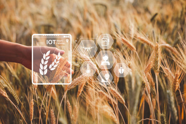 istock Smart farming concept. Farmer with technology digital tablet on background of wheat field. Professional farmers use internet of things (IOT) computers system to manage farms. agriculture modern idea. 1431024375