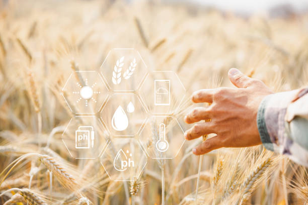 istock Smart farming concept. Farmer with technology digital tablet on background of wheat field. Professional farmers use internet of things (IOT) computers system to manage farms. agriculture modern idea. 1431024585