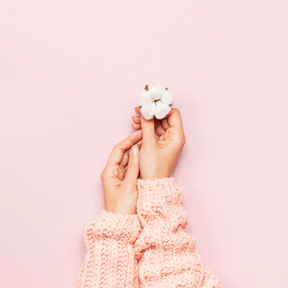 Female hands in pink knitted sweater hold a delicate cotton flower on pink pastel table top view. Flat lay. Copy space. Cotton flowers. Lifestyle gentle background