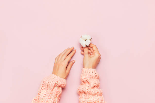 weibliche hände in rosa strickpullover halten eine zarte baumwollblume auf rosa pastell-tischplatte. flache lage. leerzeichen kopieren. baumwollblüten. sanfter lifestyle-hintergrund - cotton flower textile textile industry stock-fotos und bilder