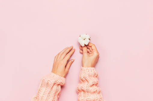 Female hands in pink knitted sweater hold a delicate cotton flower on pink pastel table top view. Flat lay. Copy space. Cotton flowers. Lifestyle gentle background