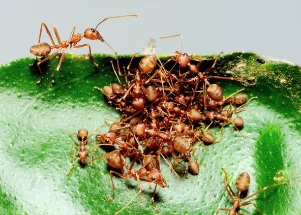 istock Bigger ants taking care of smaller ants on leaf - animal behavior. 1431024853