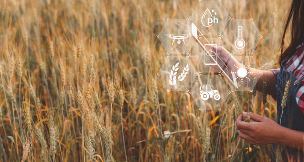 istock Smart farming concept. Farmer with technology digital tablet on background of wheat field. Professional farmers use internet of things (IOT) computers system to manage farms. agriculture modern idea. 1431025020