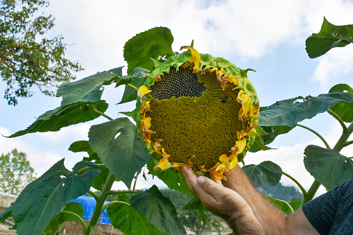 Male hand holding sunflower in the agriculture field with sky background, harvesting