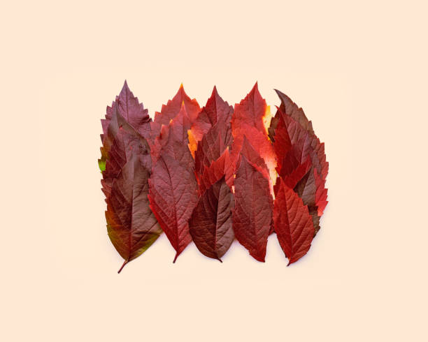 istock Autumn square pattern of fall leaves on beige background, red gradient color, aesthetic flat lay fallen seasonal leaves. Top view closeup foliage, autumn tones and textures, minimal still life 1431027737