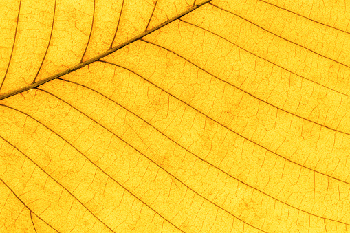 Macro photo of autumn yellow alder leaf natural texture as organic background. Fall colored yellow leaves texture close up with veins, autumnal foliage, beauty of nature. Botanical design wallpaper