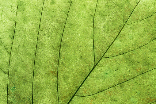 Macro photo of autumn green elm leaf with natural texture as natural background. Fall colors aesthetic backdrop with green leaves texture close up with veins, autumnal foliage, beauty of nature.