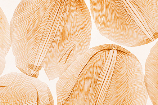 istock Nature abstract of flower petals, beige transparent leaves with natural texture as natural background or wallpaper. Macro texture, color aesthetic photo with veins of leaf, botanical design. 1431027806