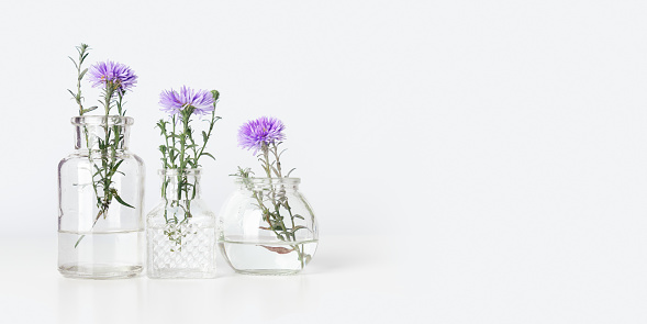 Minimal floral composition, violet flower bushy aster in glass vases, aesthetic blooms on table. Autumn or summer holiday still life with light background, minimal botanical trend banner, empty space