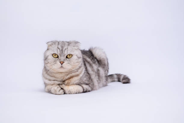 portrait Purebred Scottish Fold cat on a white background with copy space. Banner with place for text. Shop for animals. Grey background. Cute animals. High quality photo