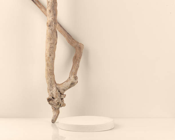istock Cylinder plaster podium and driftwood on a pastel beige background. 1431029673