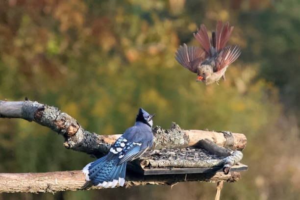 Photo of Blue Jays fighting sometimes with Female Cardinal