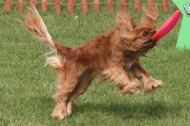 istock Cavalier King Charles Spaniel jumping and running after a frisbee and catching it 1431030389