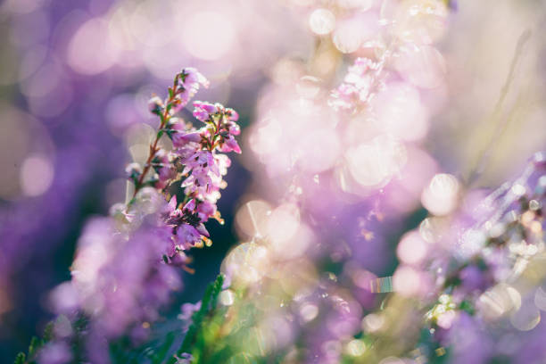 istock Pink heather magical, small, blossoms in autumn 1431033414