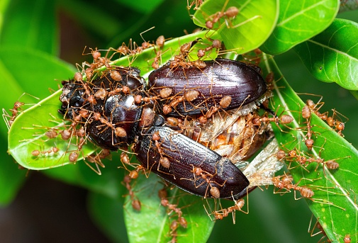 Ants dragging Beetle insect for food - animal behavior.