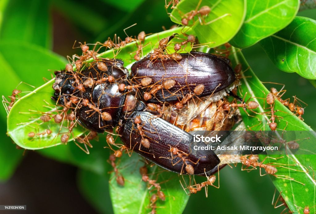 Ants dragging Beetle insect for food - animal behavior. Achievement Stock Photo