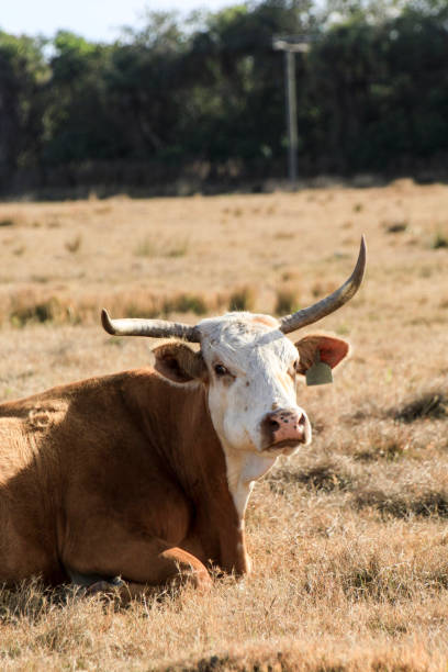 istock Cow laying in grass chewing cud 1431034265