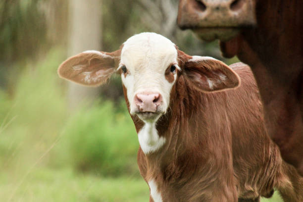 istock Baby cow standing next to mom 1431034269