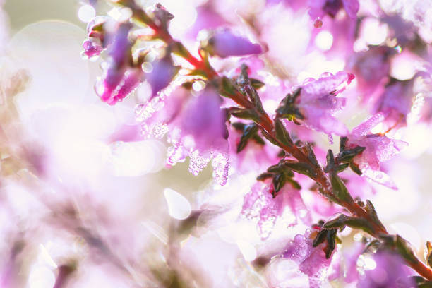 istock Pink heather magical, small, blossoms in autumn 1431034997