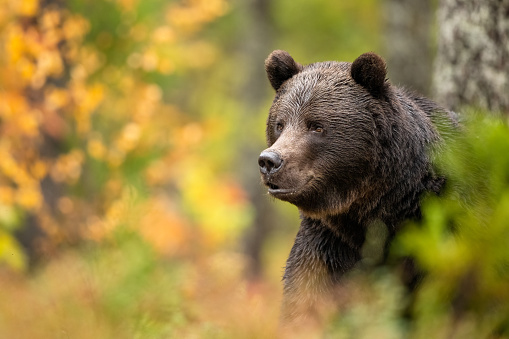Brown bear portrait in the autumn forest