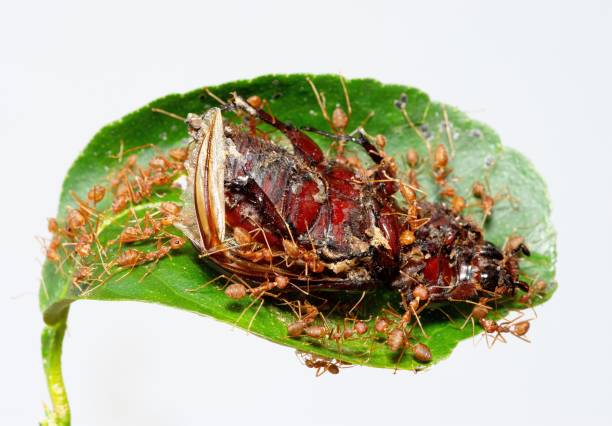 istock Ants eating Beetle insect on green leaf (white background)- animal behavior. 1431036484
