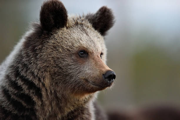istock Brown bear cub portrait at summer 1431036606