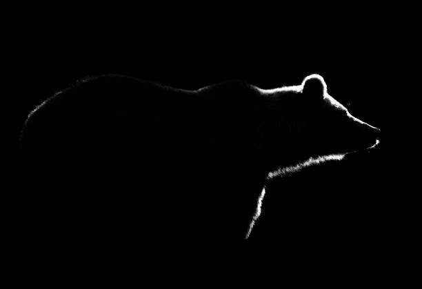 istock Brown bear body lines isolated in black. Bear contour in black. 1431036612